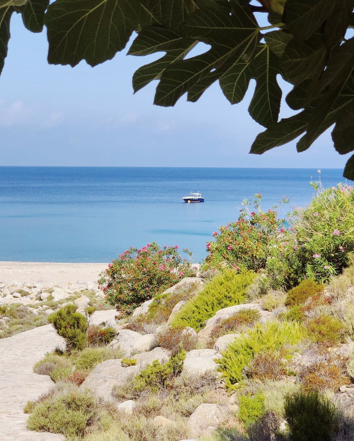 Boat on the sea viewed from a beach covered of plants and flowers at Montecristo Tuscany in Italy