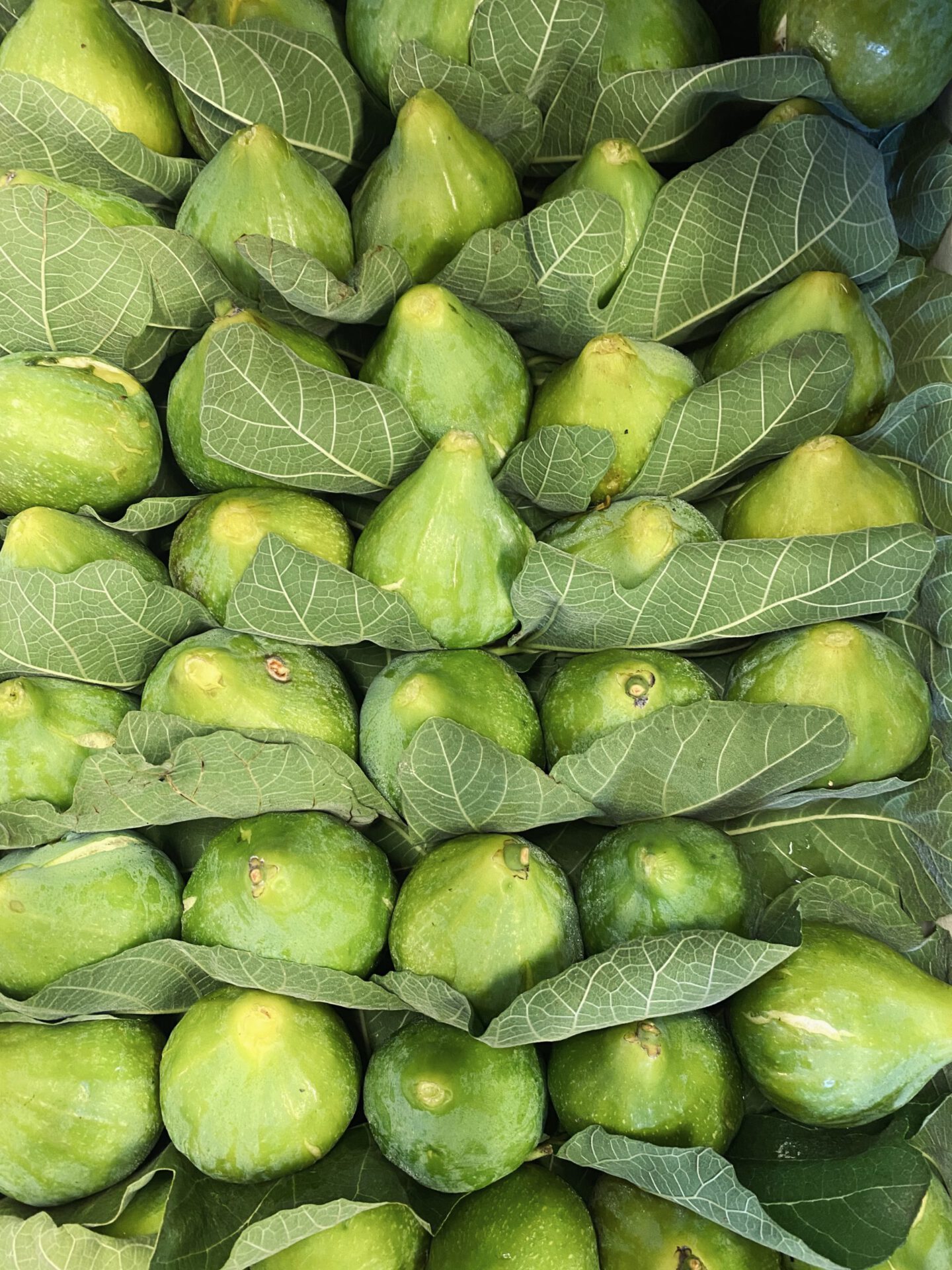 Green figs organized in tray with leaves