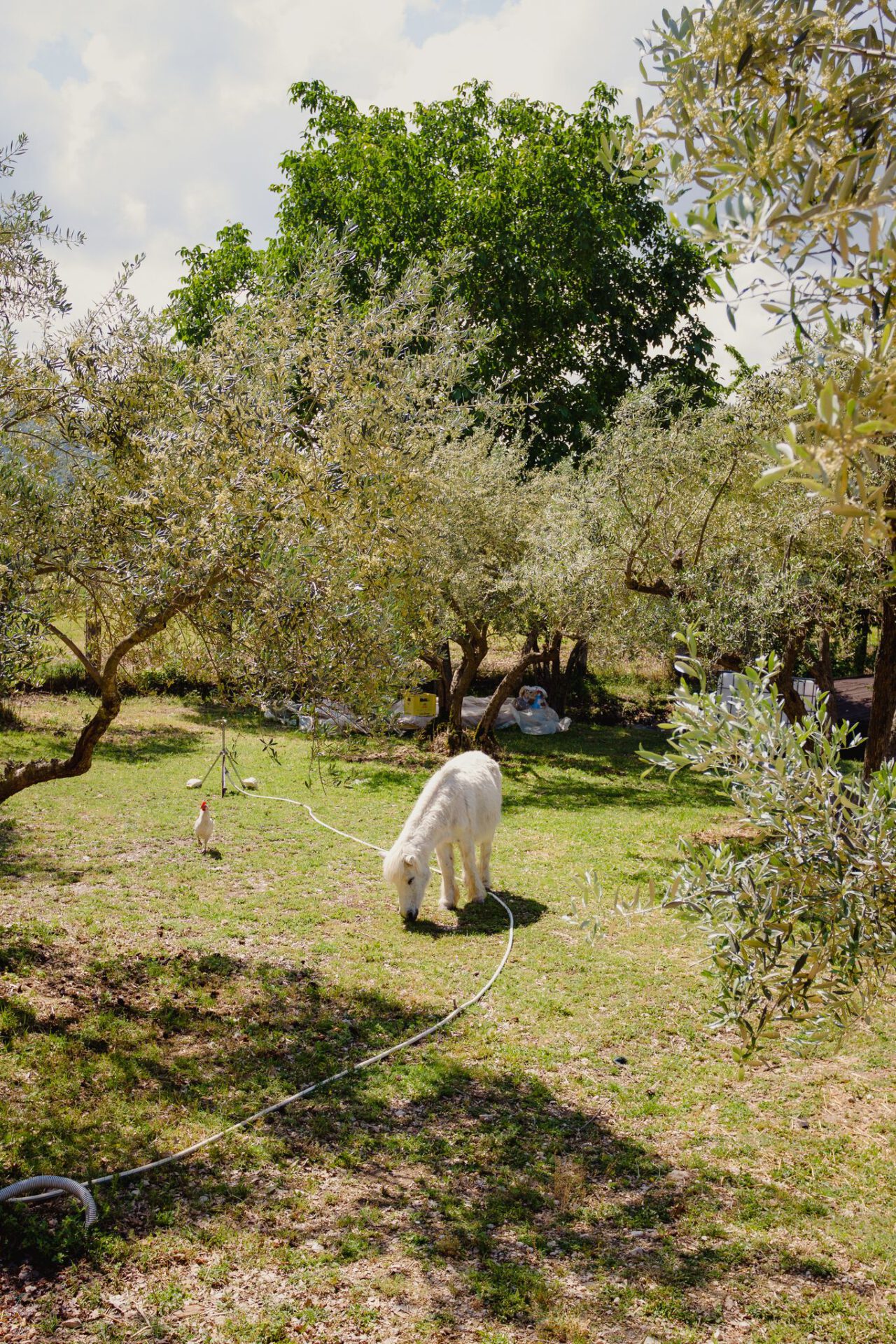 Chicken and horse in the italian countryside surrounded of trees in abruzzo in Italy