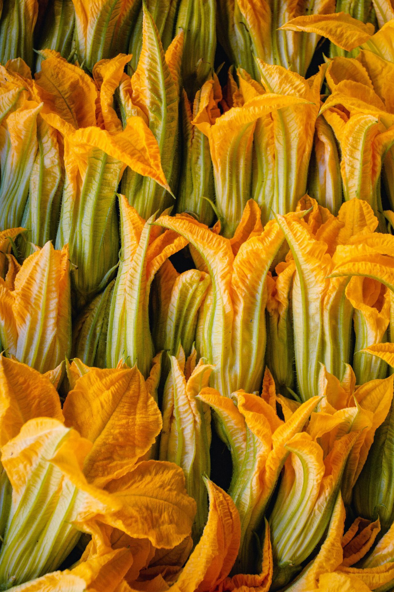 Italian courgette flowers from Abruzzo