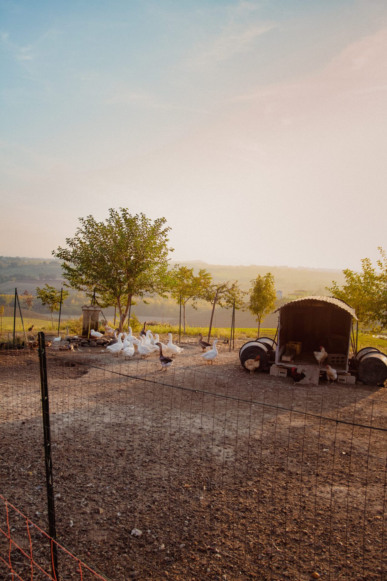 Countryside with chickens and ducks behind a fence with trees and sunset sky in abruzzo Italy