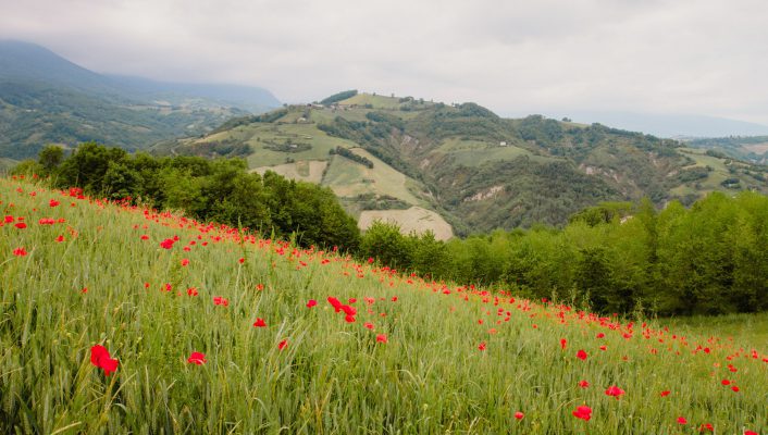 Italian red tulips field in front of mountains in abruzzo in Italy