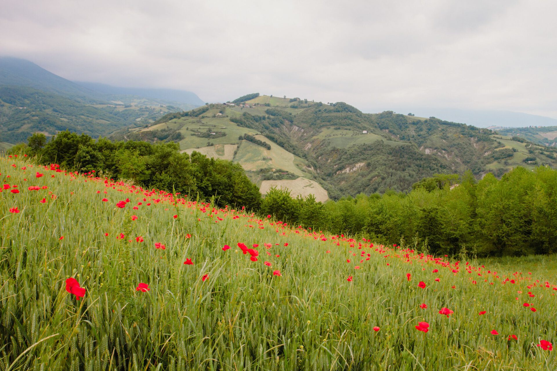 Italian red tulips field in front of mountains in abruzzo in Italy