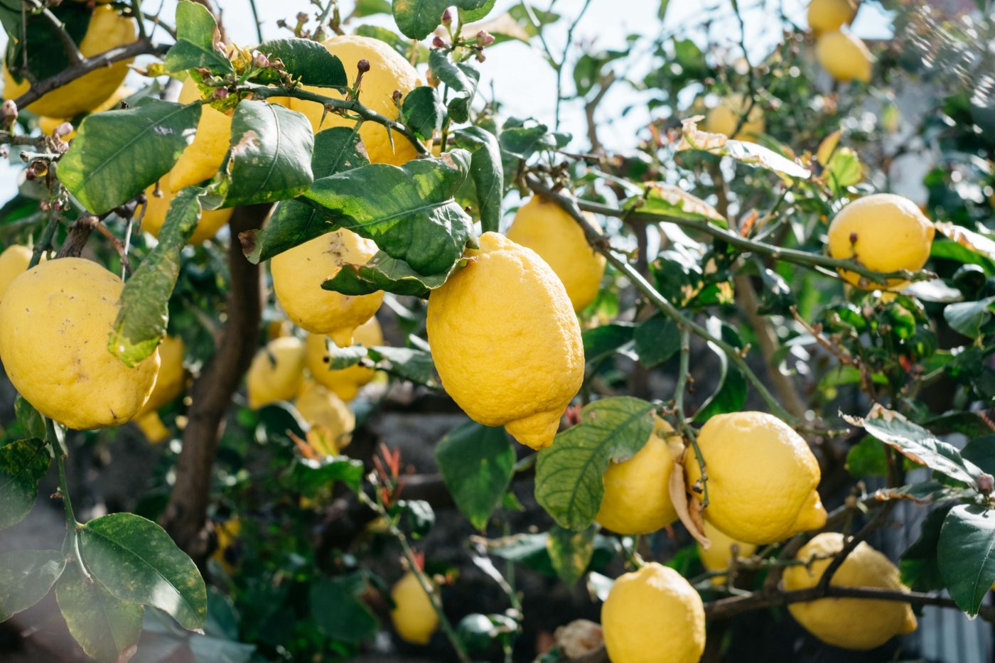 Lemon tree with lemons and leaves hanging in Salina Sicily in Italy