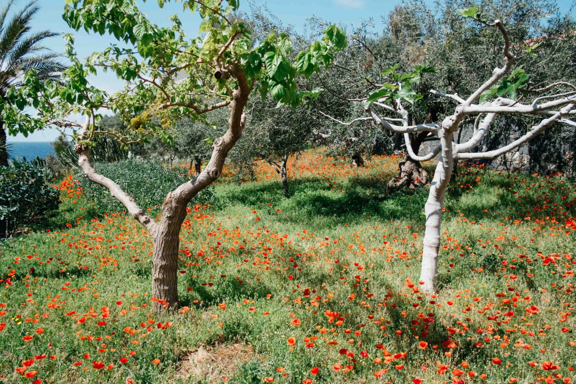 Olive trees plants and red flowers over grass in Salina Sicily in Italy