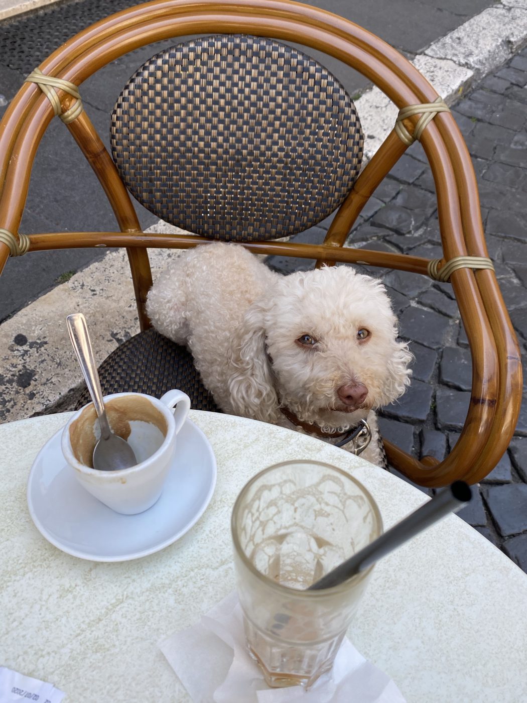 Dog seated in wooden chair in front of a table with coffee and latte macchiato at Sant Eustachio Bar Rome in Italy