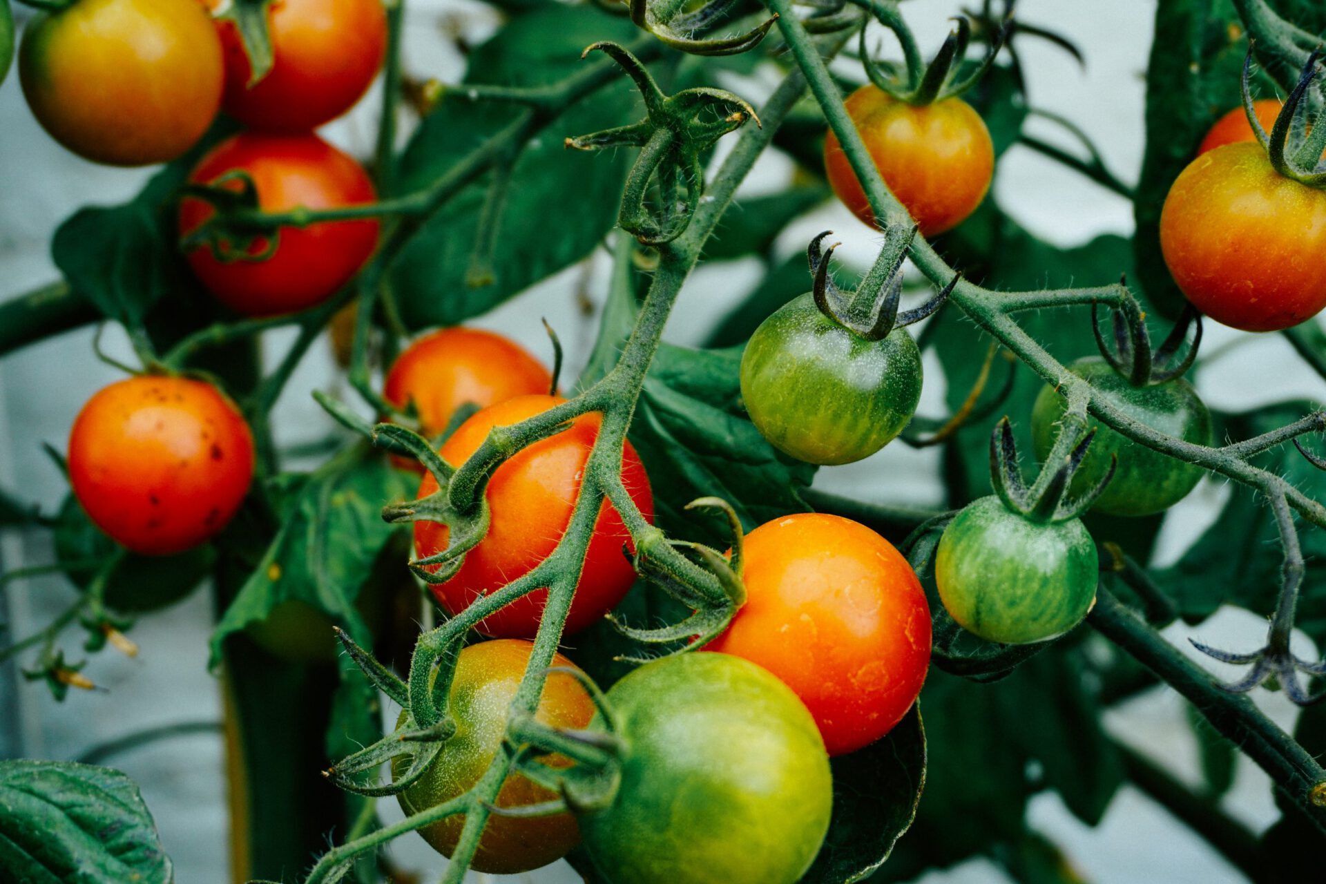 Italian red and green cherry tomatoes crop
