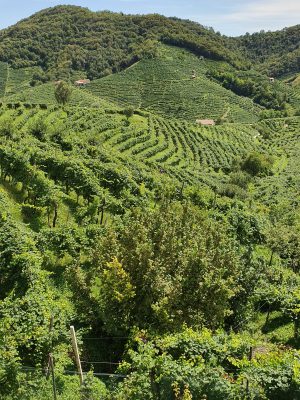 Green mountain landscape of grapes crops in Valdobbiadine Veneto in Italy