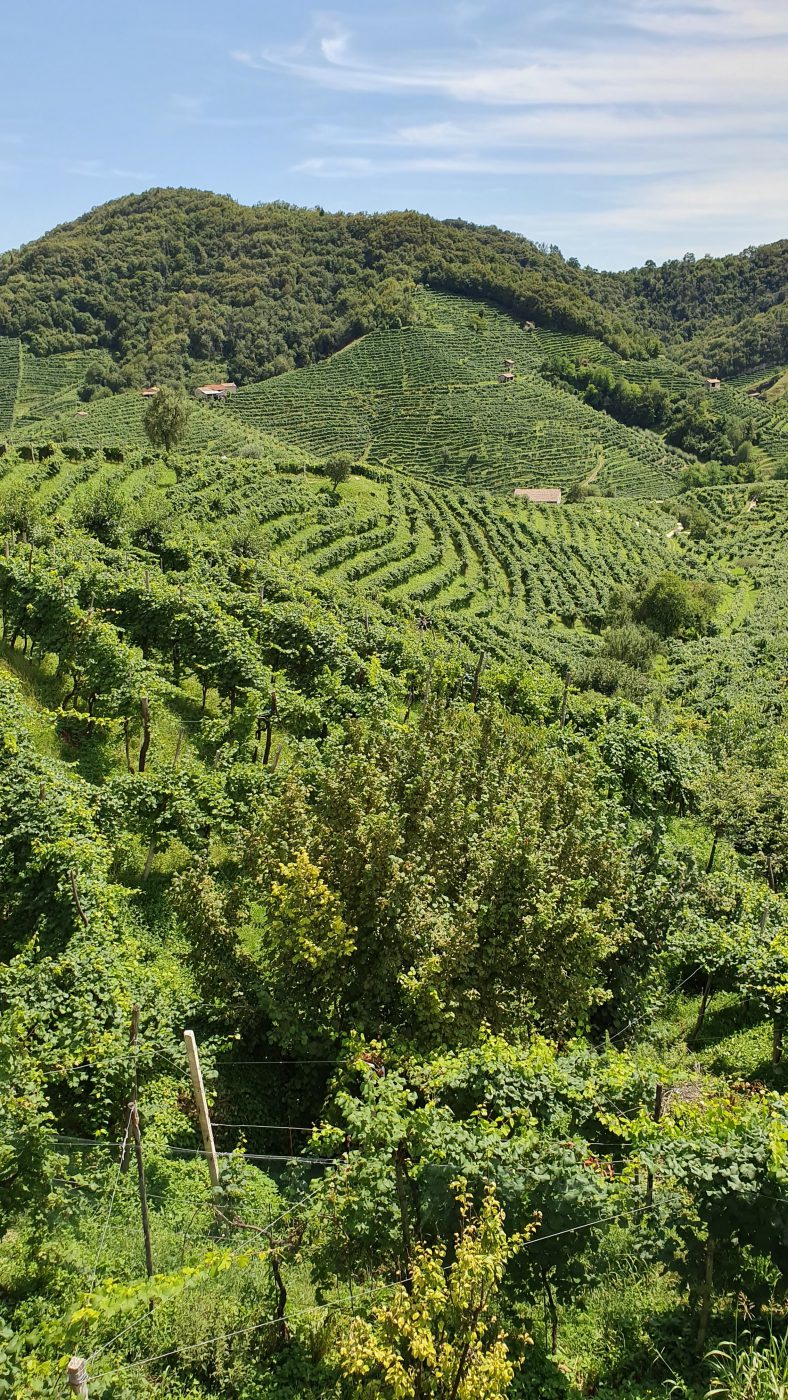 Green mountain landscape of grapes crops in Valdobbiadine Veneto in Italy