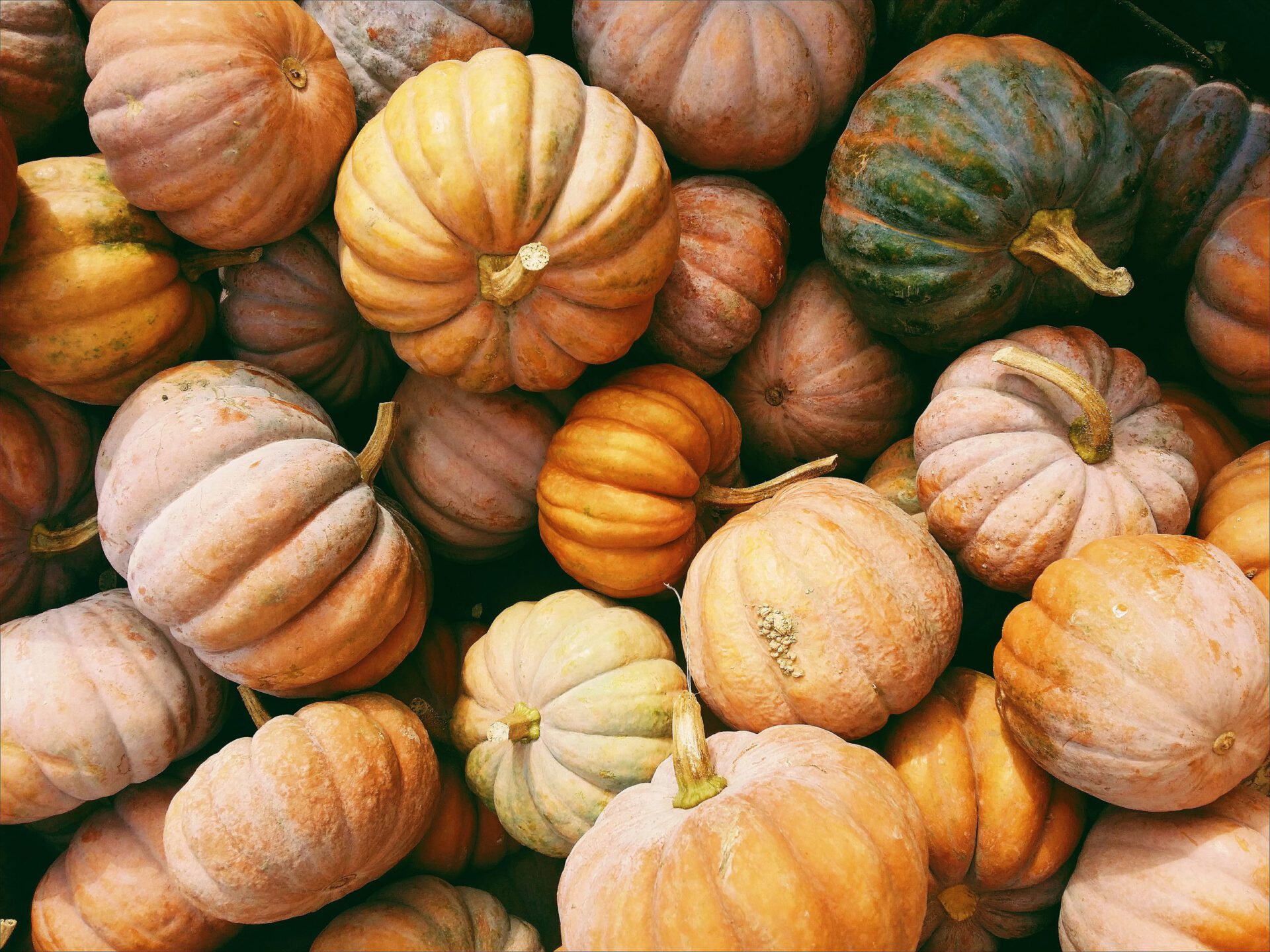 Different sized and colored italian pumpkins