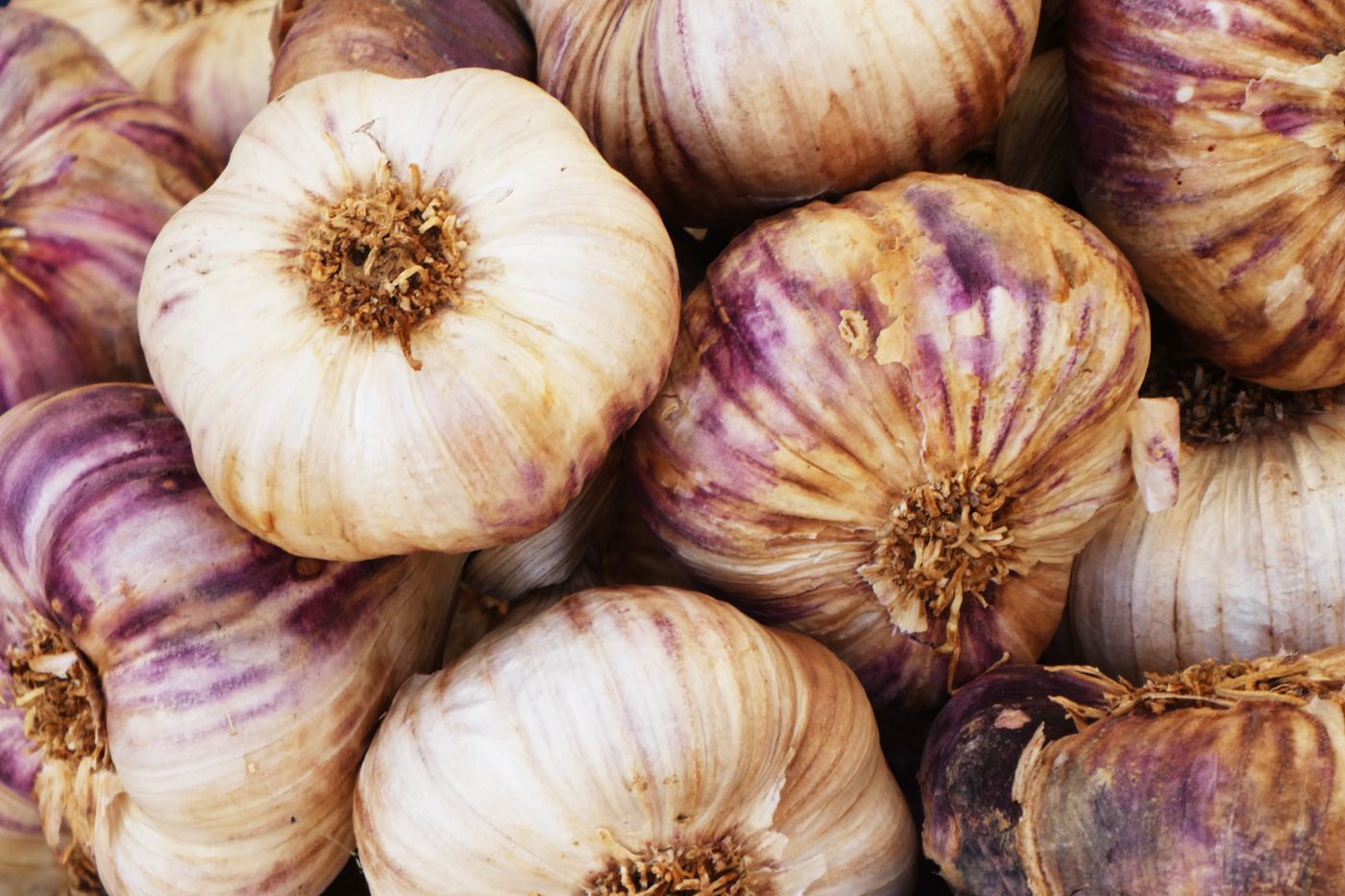White and purple italian garlic heads