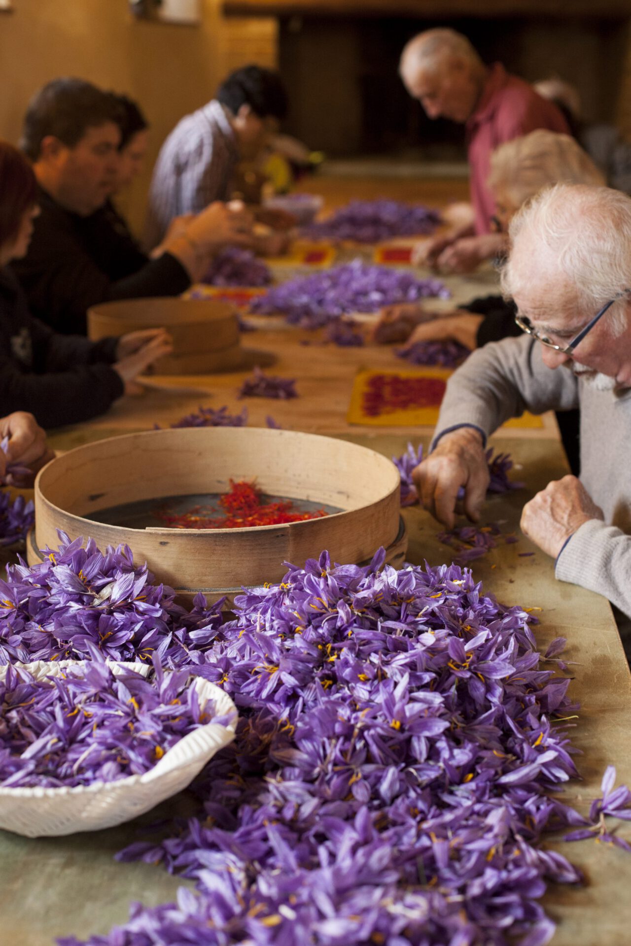 Saffron flowers over wooden table with a group of people taking out the pistils at a saffron picking in San Gimignano at Fattoria Poggio Alloro in Italy