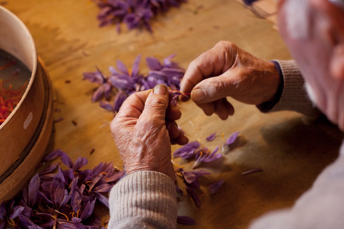 Saffron flowers over wooden table with someone taking out the pistils at a saffron picking in San Gimignano at Fattoria Poggio Alloro in Italy