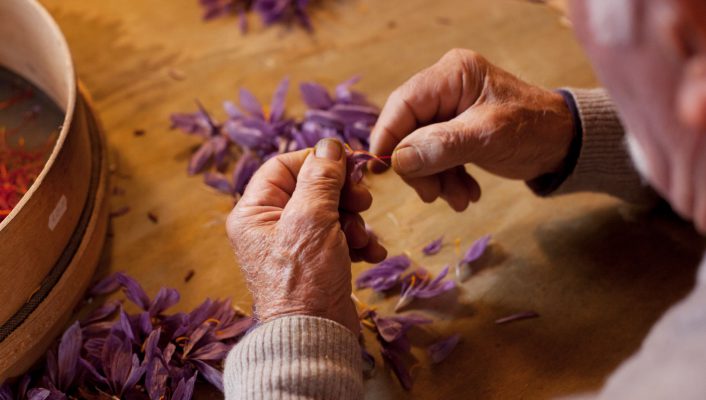 Saffron flowers over wooden table with someone taking out the pistils at a saffron picking in San Gimignano at Fattoria Poggio Alloro in Italy