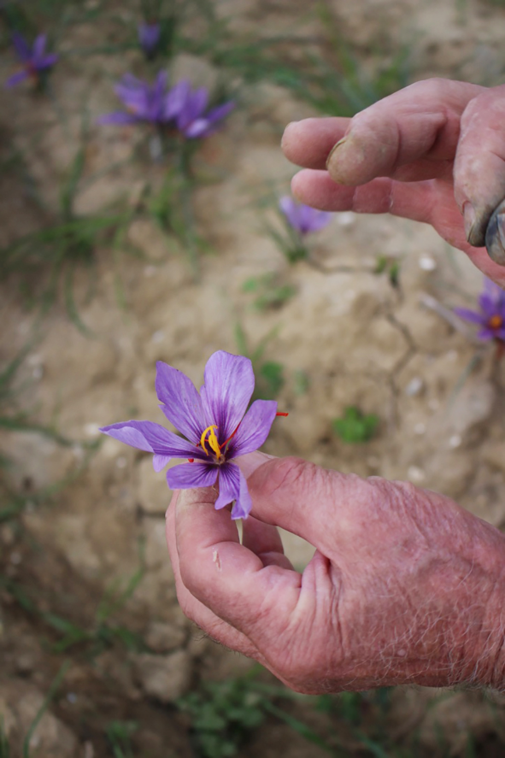 Saffron flowers on earth and hand in a saffron picking in San Gimignano at Fattoria Poggio Alloro in Italy