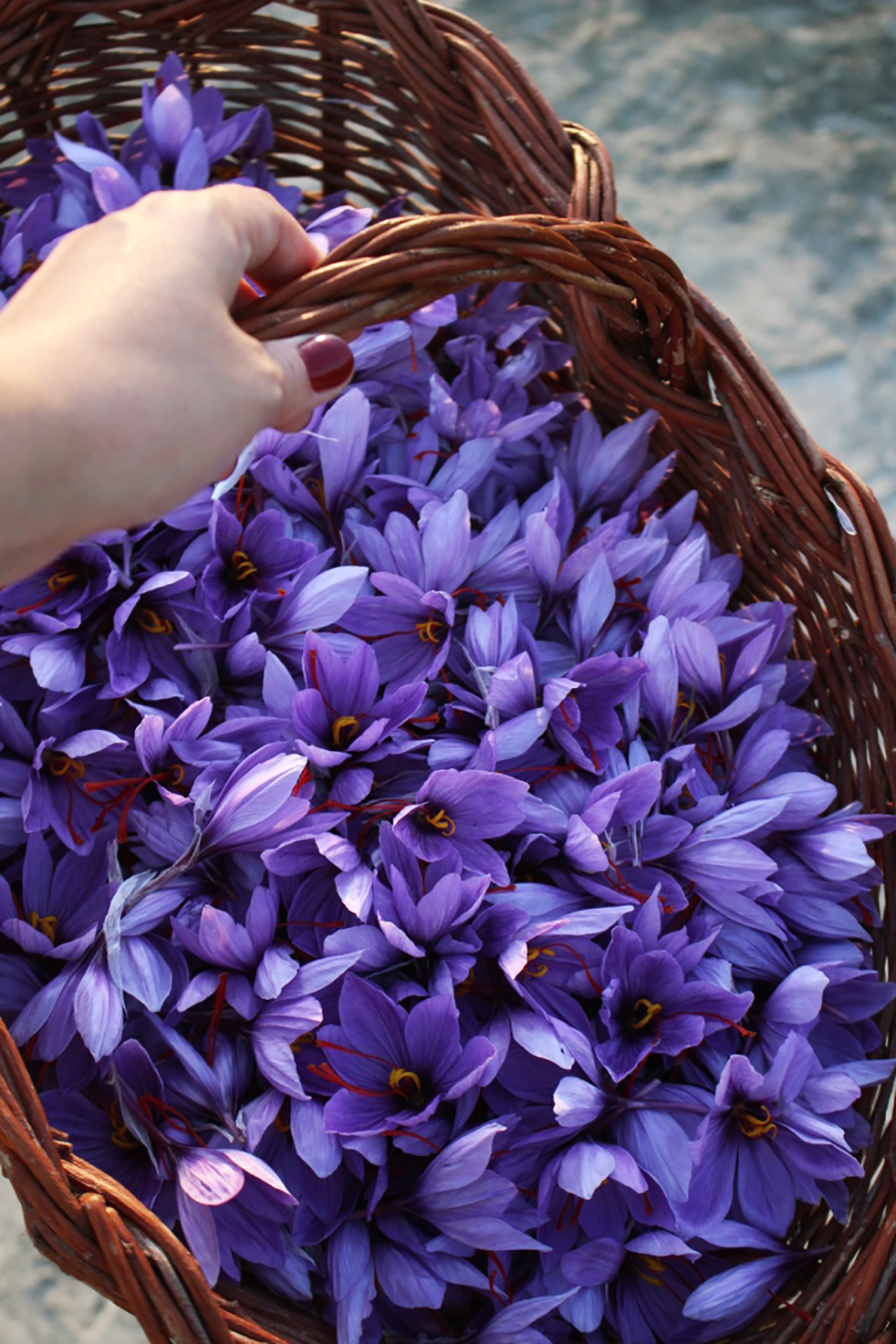Saffron flowers over typical basket picking in San Gimignano at Fattoria Poggio Alloro in Italy