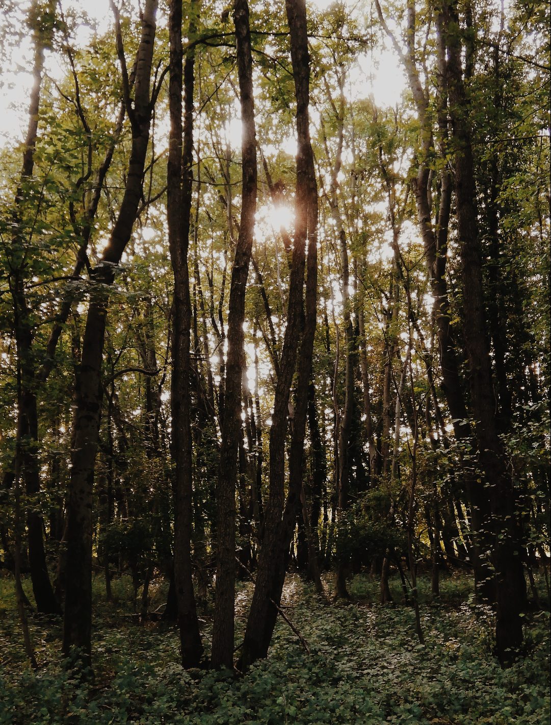 High trees and plants with sun shines in the countryside of Valcuvia in Varese Lombardy in Italy