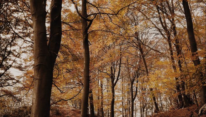 High trees and earth covered in yellow leaves by the autumn in the countryside of Passo del Cuvignone in Varese Lombardy in Italy