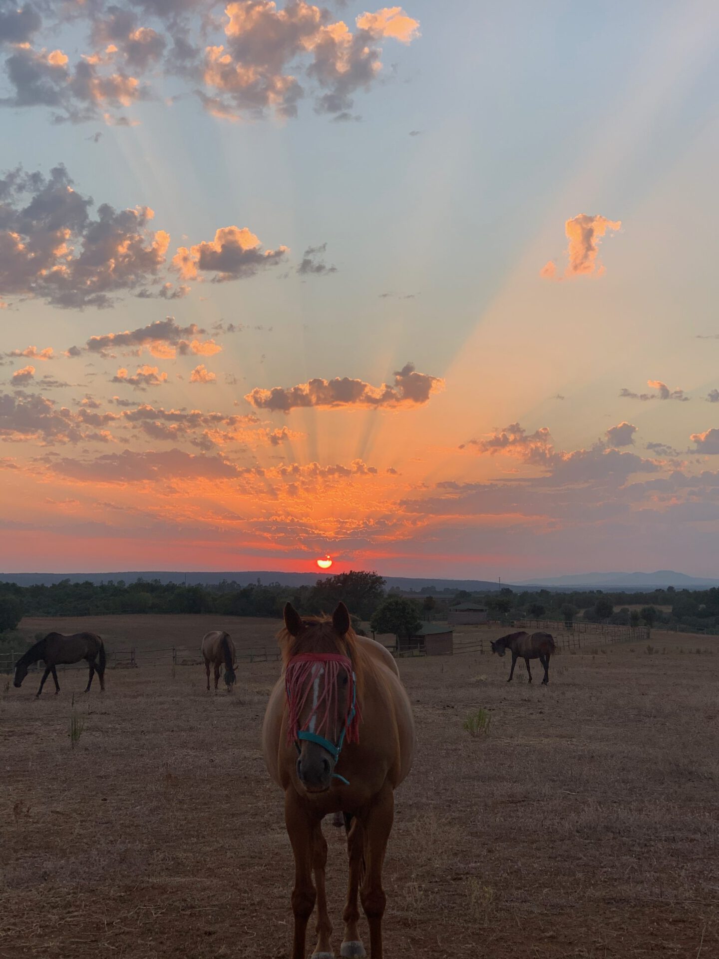 Group of horses eating grass and walking on a big field surrounded by mountains and with a shinning sunset background in an equestrian farm, Tenuta di Paternostro in Tuscia Italy