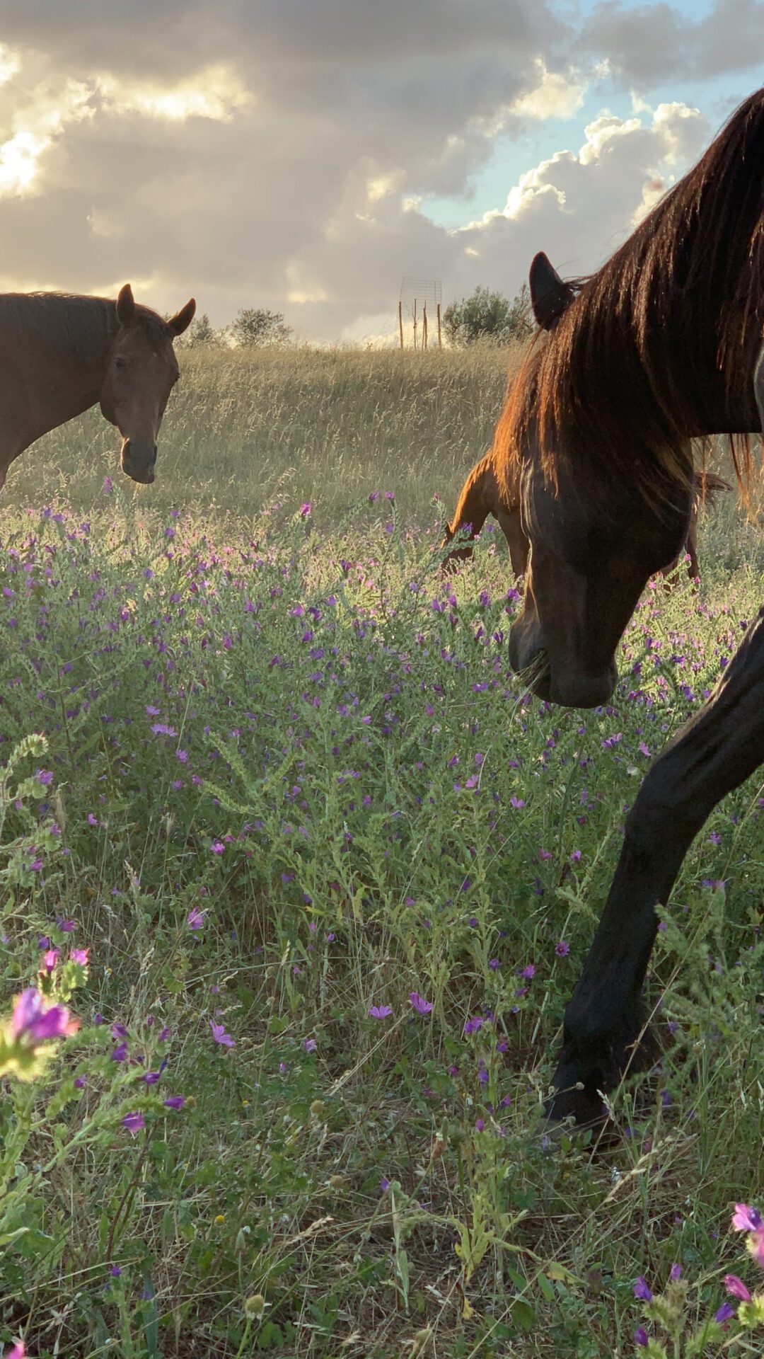 Group of dark horses walking in a green field covered by purple flowers on a hill in an equestrian farm, Tenuta di Paternostro in Tuscia Italy