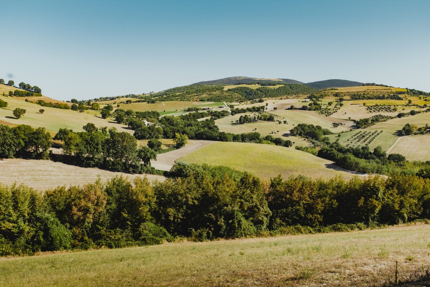 Green hilled landscape filled with plants and trees in the countryside of the marche region in Italy