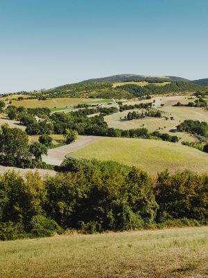 Green hilled landscape filled with plants and trees in the countryside of the marche region in Italy