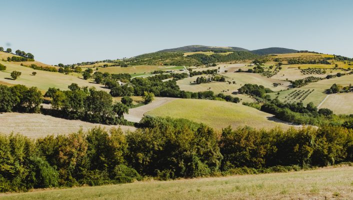 Green hilled landscape filled with plants and trees in the countryside of the marche region in Italy