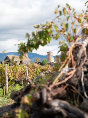 Grape crops in a vineyard with mountains and winery background at Mount Etna in Sicily Italy