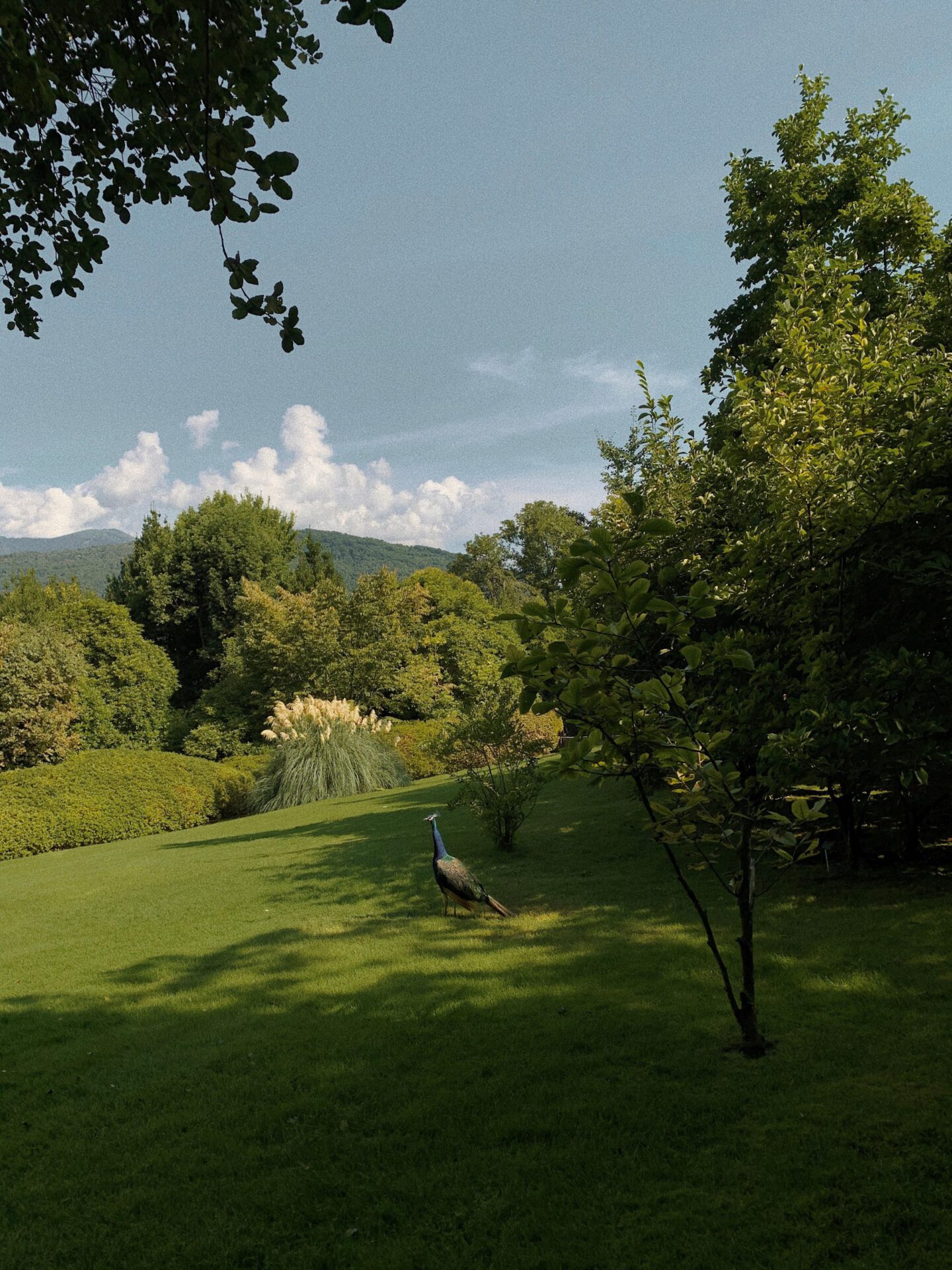 Peacock in a field surrounded by plants and garden with mountains background in Isola Madre Lombardy in Italy