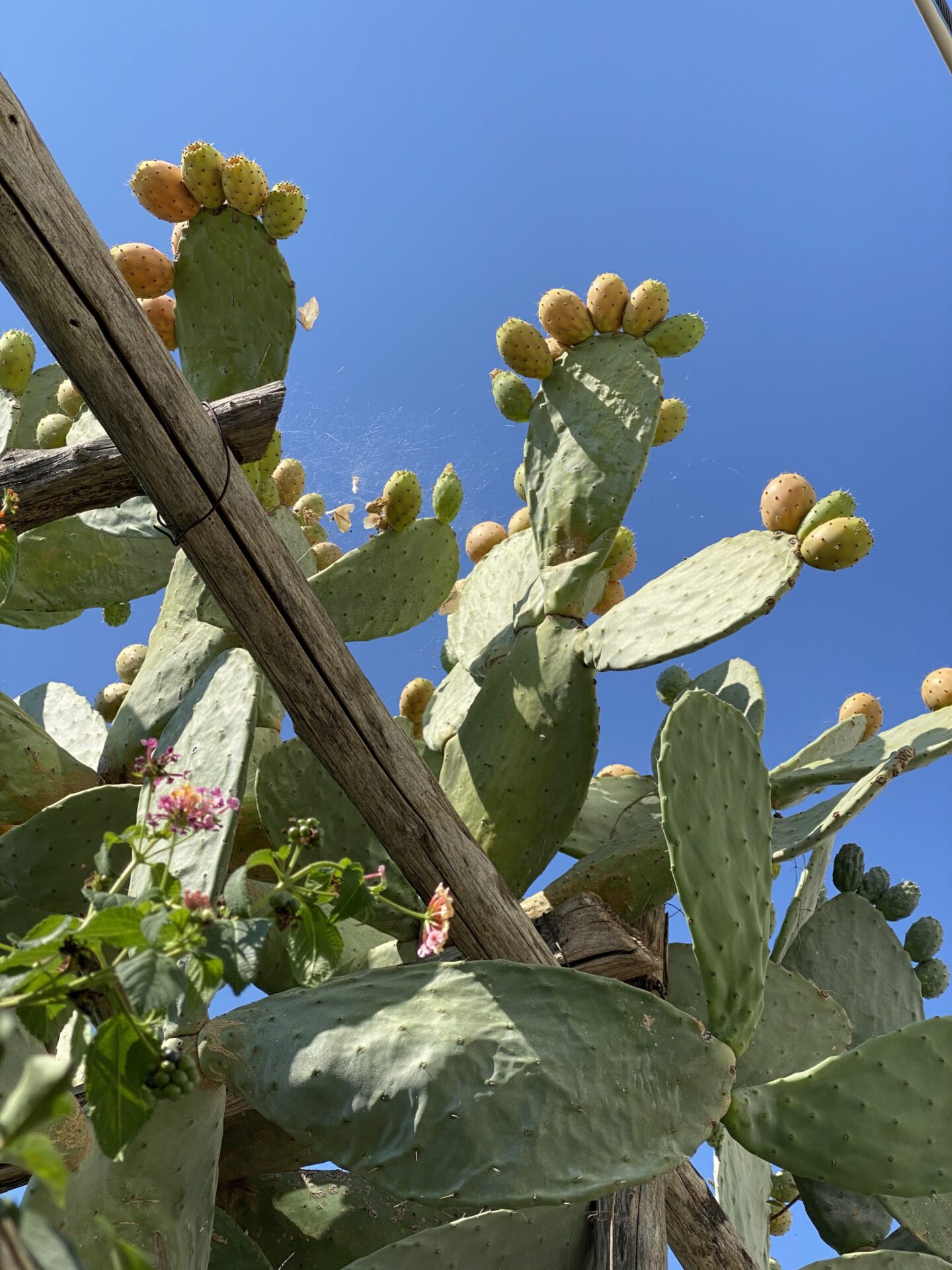 Green cactus with ywllow fruits surrounded by a wooden fence in Conca dei Marini Campania in Italy