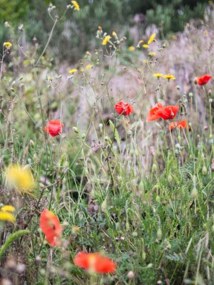 Colorful flowers surrounded by plants in an italian park