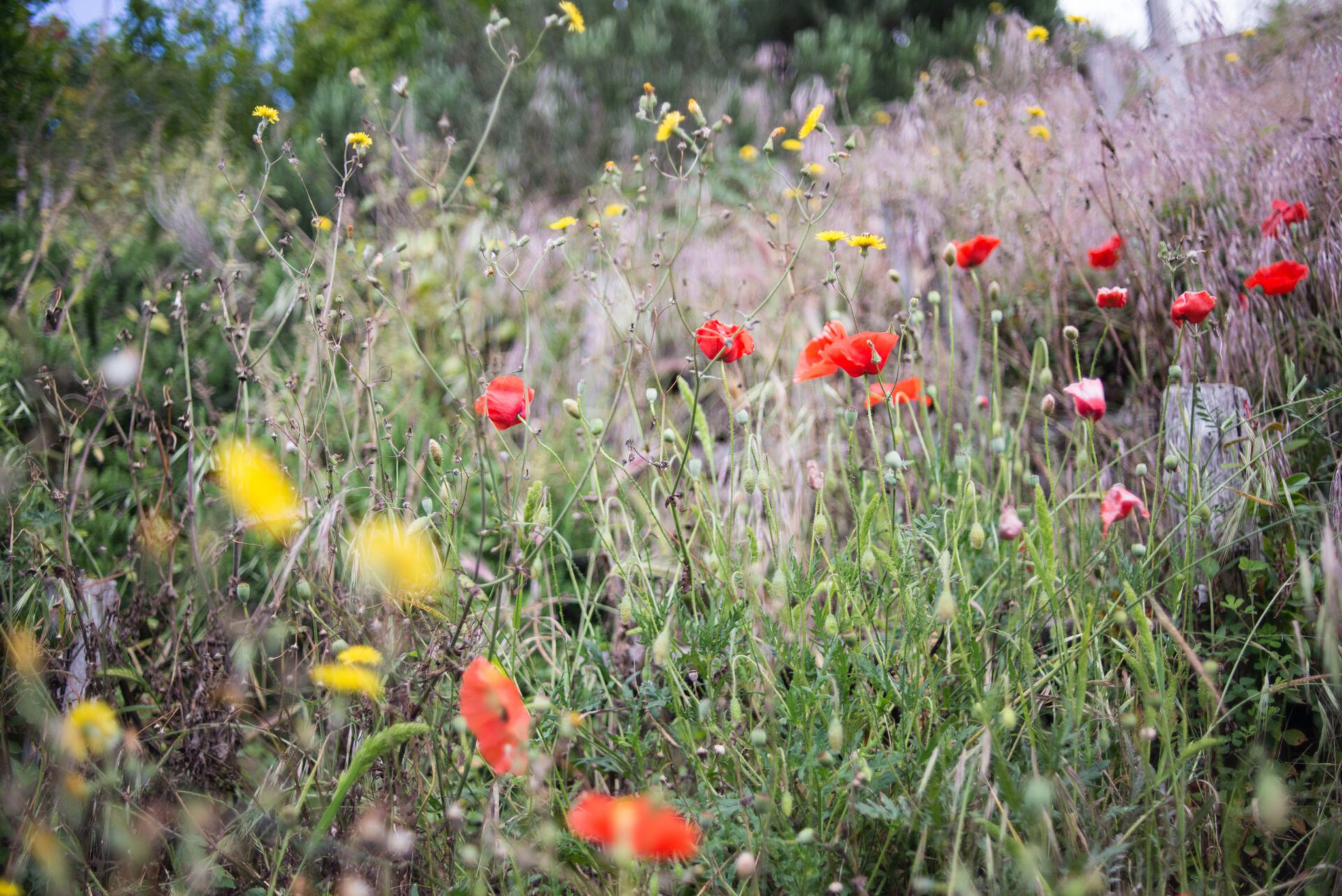 Colorful flowers surrounded by plants in an italian park
