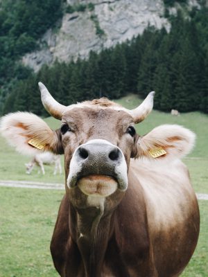 Discover Valtellina - Lombardia