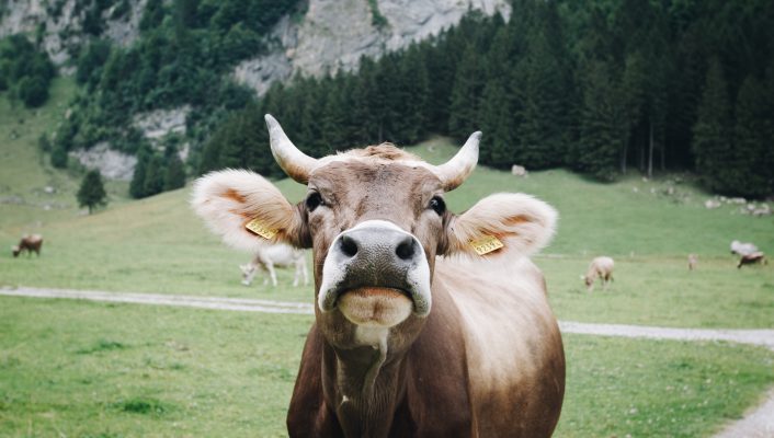 Discover Valtellina - Lombardia