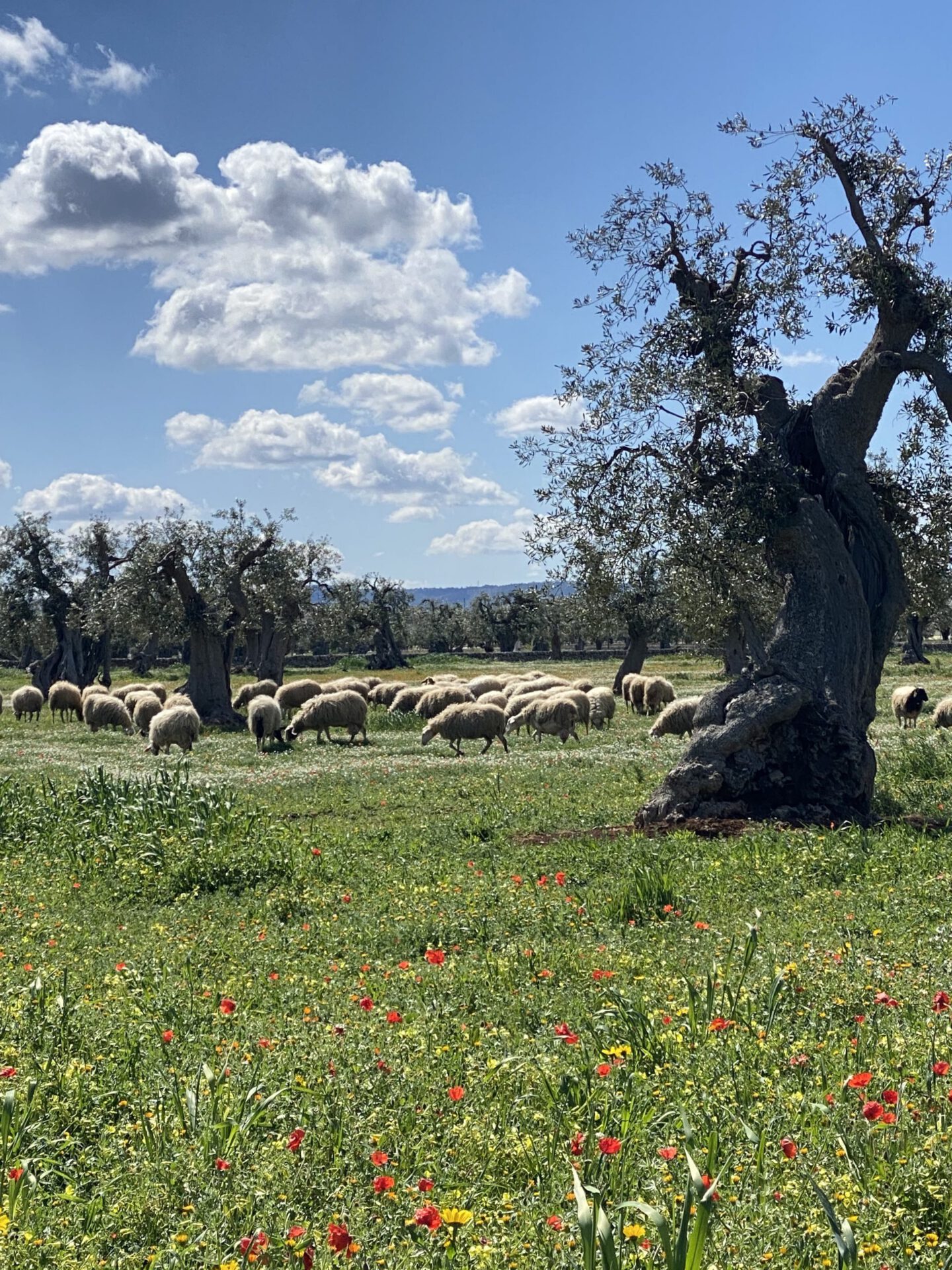 Farm in Puglia