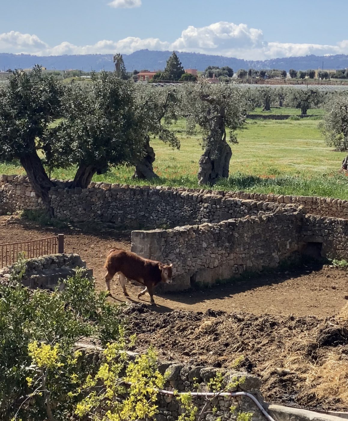 Masseria Pugliese