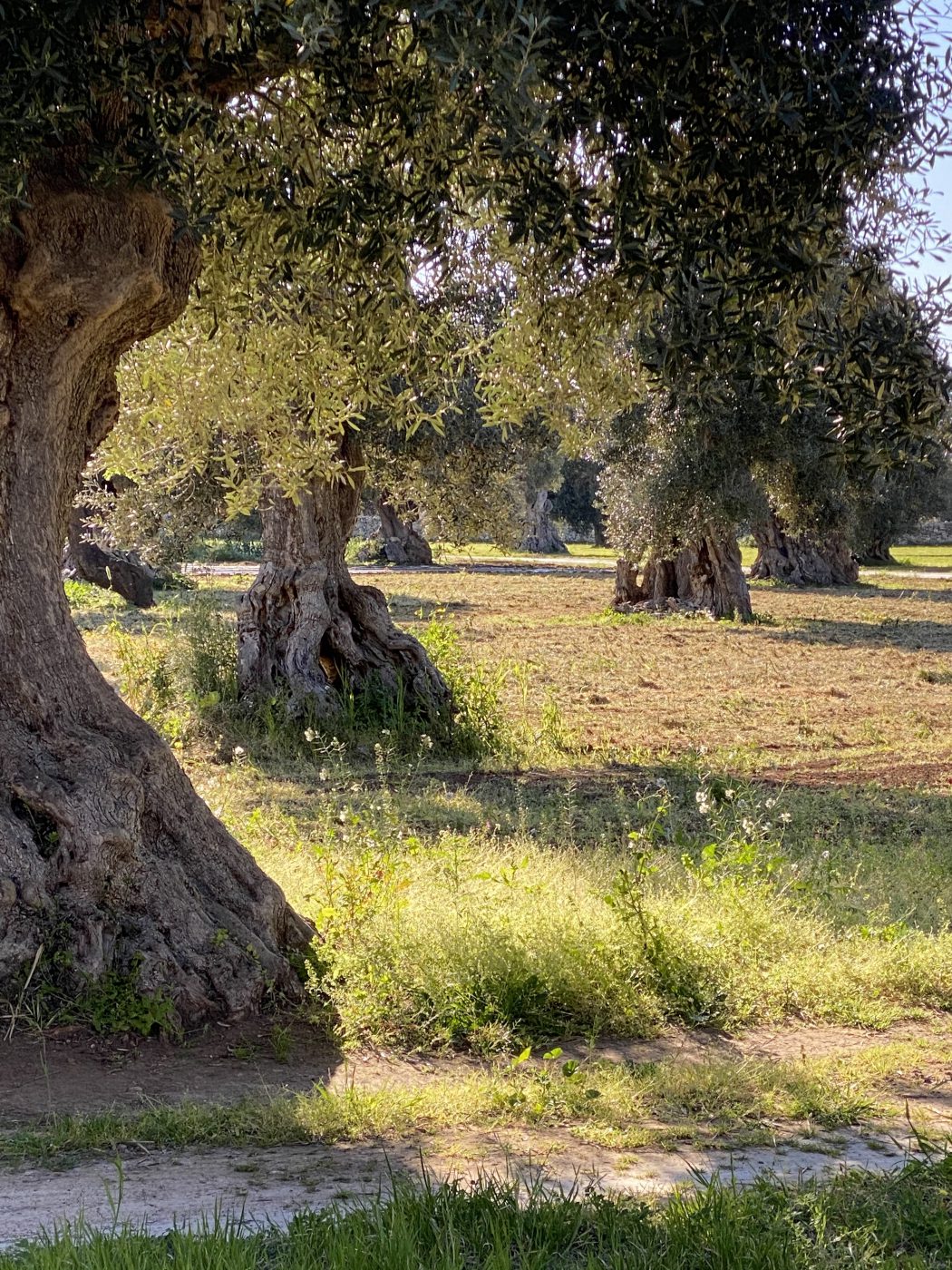 Puglia - A region of farmers, of traditions, of passion, of simplicity.
