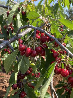 Golden red - This cherry is a real heritage of this strip of Puglia