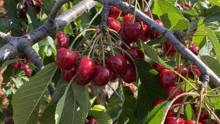Golden red - This cherry is a real heritage of this strip of Puglia