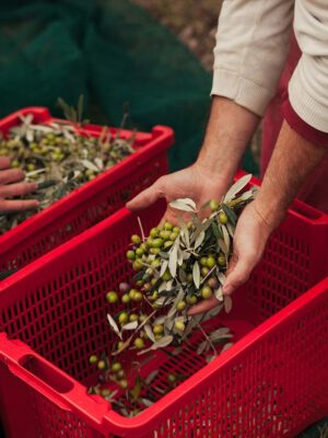 Olive harvest at Agricola Maraviglia in Tuscany, Italy