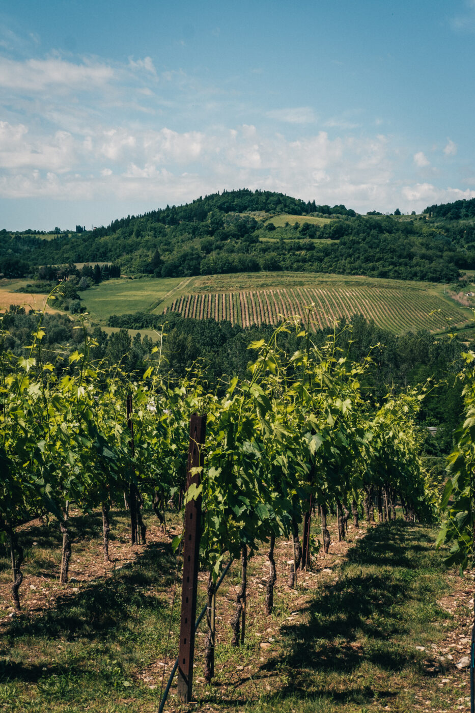 vineyards