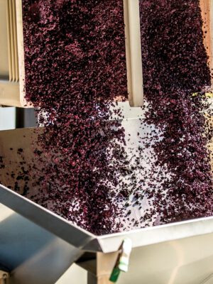wine making process