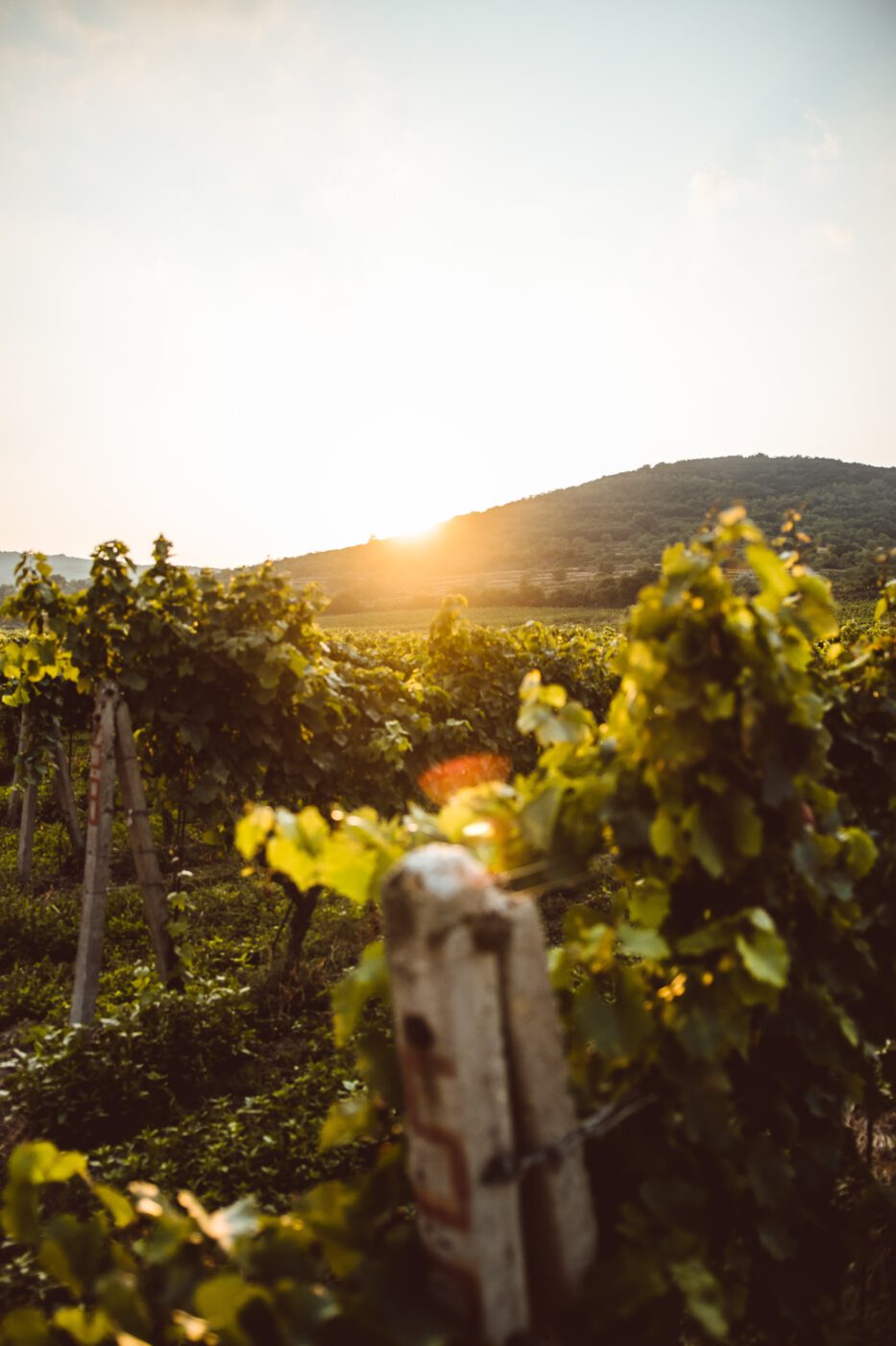 wine harvest season