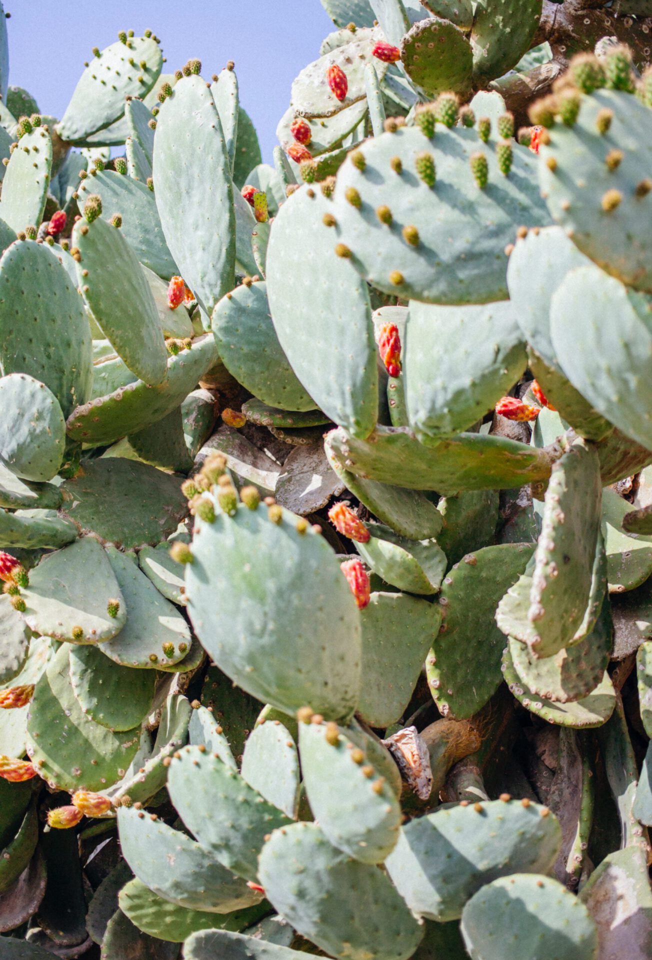 Prickly pears - fresh fruit