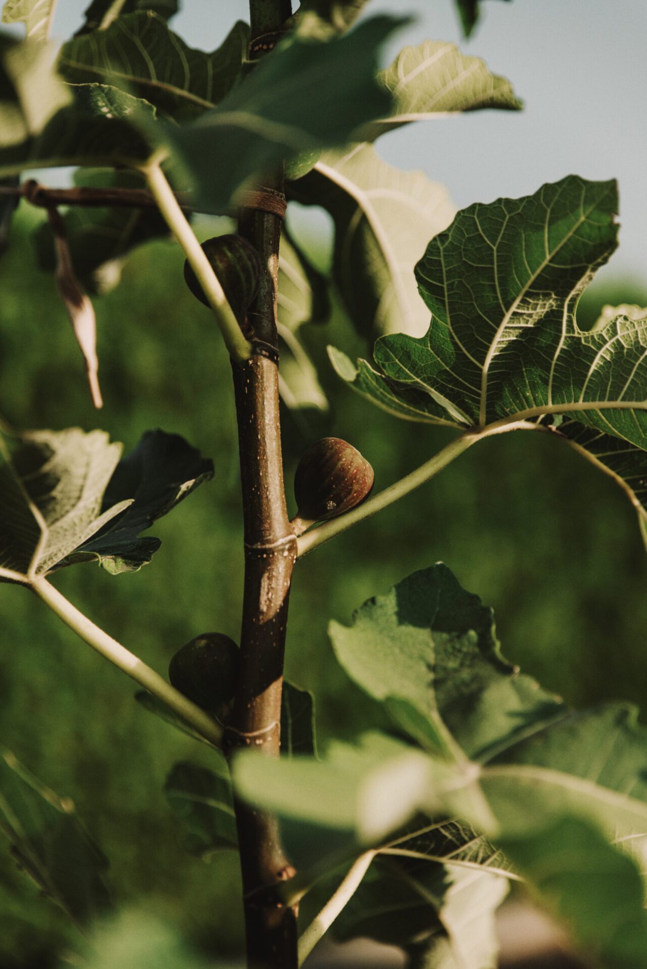 fig tree - fresh fruit - fico