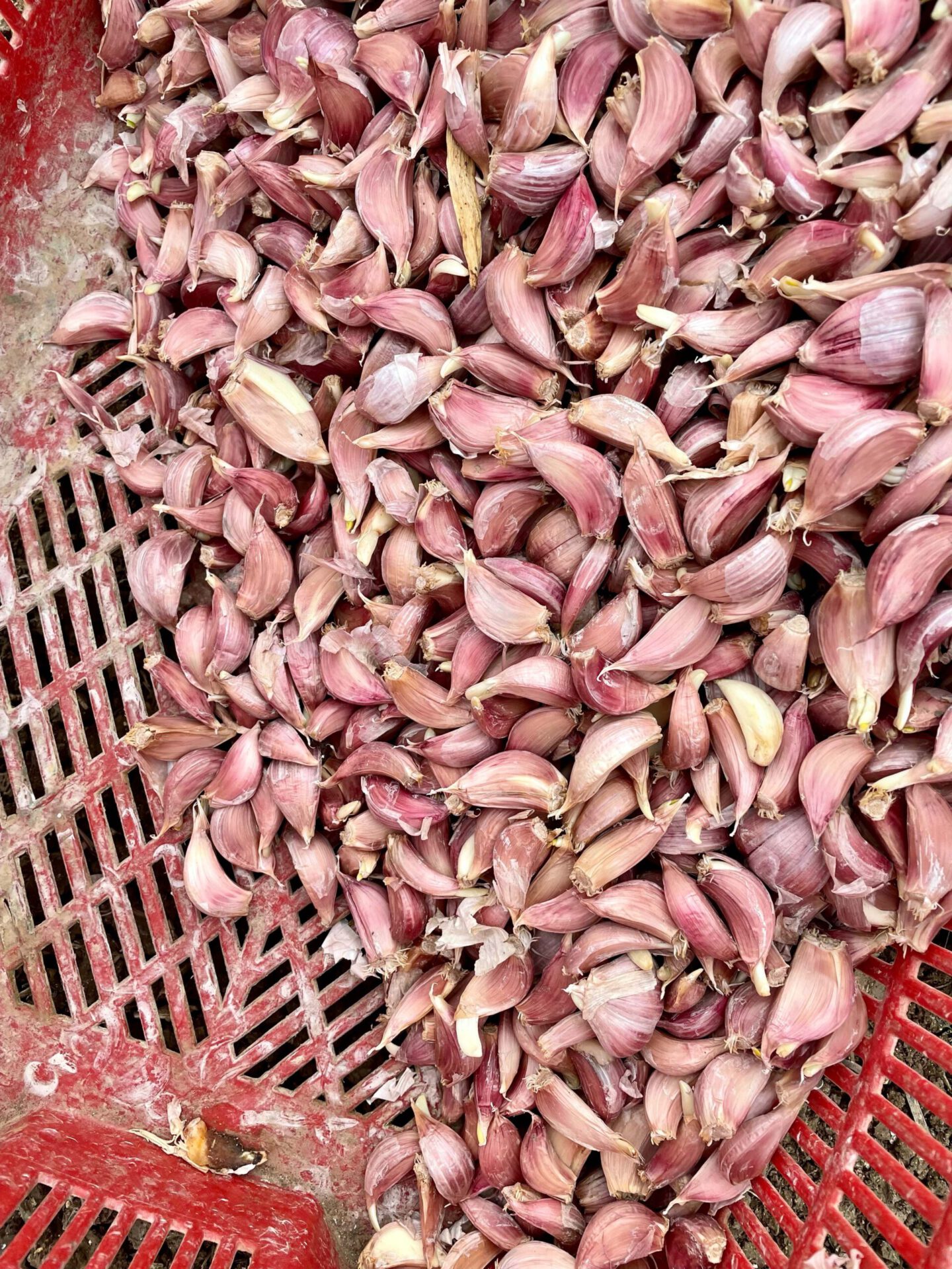 Sailing Sicily Off Season Pt.2 - Garlic