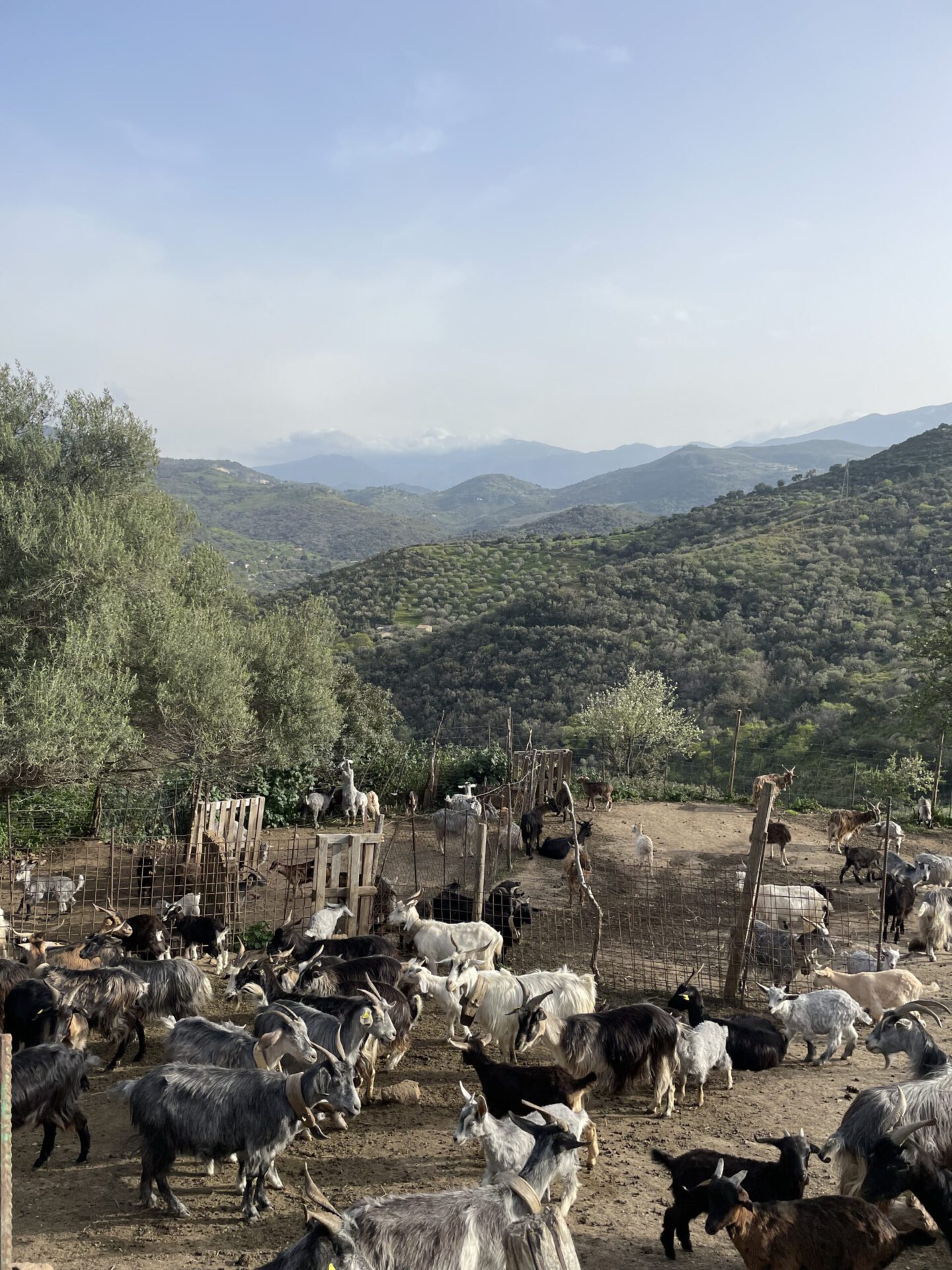From Sea to Soaring Mountains: Sicily’s Parco delle Madonie nature explore travel island italy green trees italian landscape view sicilia italia cefalù sea summer location spot sicilian delicacies sweets italian street aesthetics mountain view goats animals laghetto lake