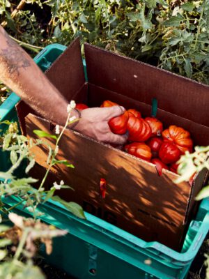 a box of tomatoes with a hand reaching in to grab one