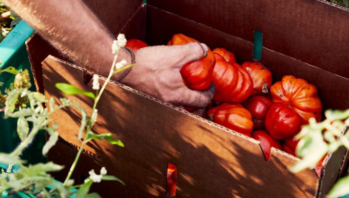 a box of tomatoes with a hand reaching in to grab one