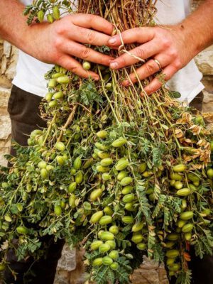 Mezza Pagnotta, Puglian cuisine, food, foraged foods, wild foods, vegetarian meals, vegetarian, vegan, Chef Francesco Montaruli, vegetarian tasting menu